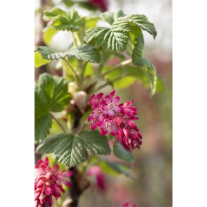 Blutjohannisbeere 'Atrorubens' mit roten Blüten und grünen Blättern.
