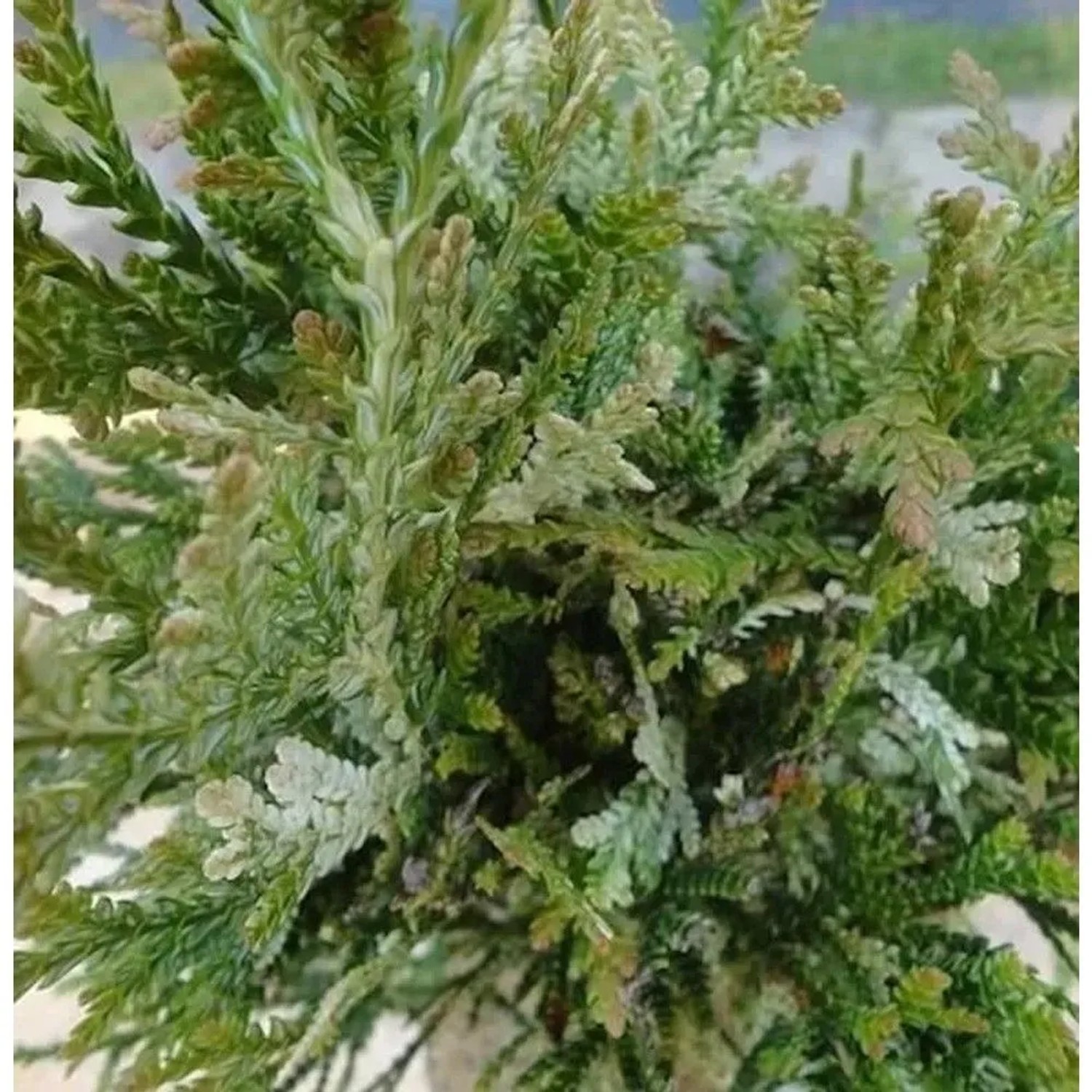 Hibalebensbaum Variegata 40-50cm - Thujopsis dolabrata