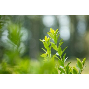 Detailaufnahme von Ilex crenata 'Fastigiata' Heckenpflanze mit frischen, grünen Blättern.