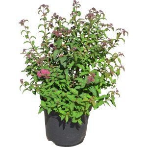 Spierstrauch im Topf, ca. 30-40 cm hoch, mit pinkfarbenen Blütenknospen und grünen Blättern.