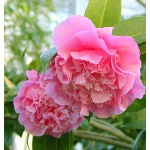 Hochstamm Rosa Kamelie Debbie 80-100cm - Camelia williamsii