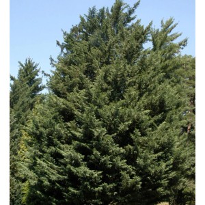Grüne Leyland Zypresse (Cupressocyparis Leylandii), 100-125cm, als Strauch für den Garten.