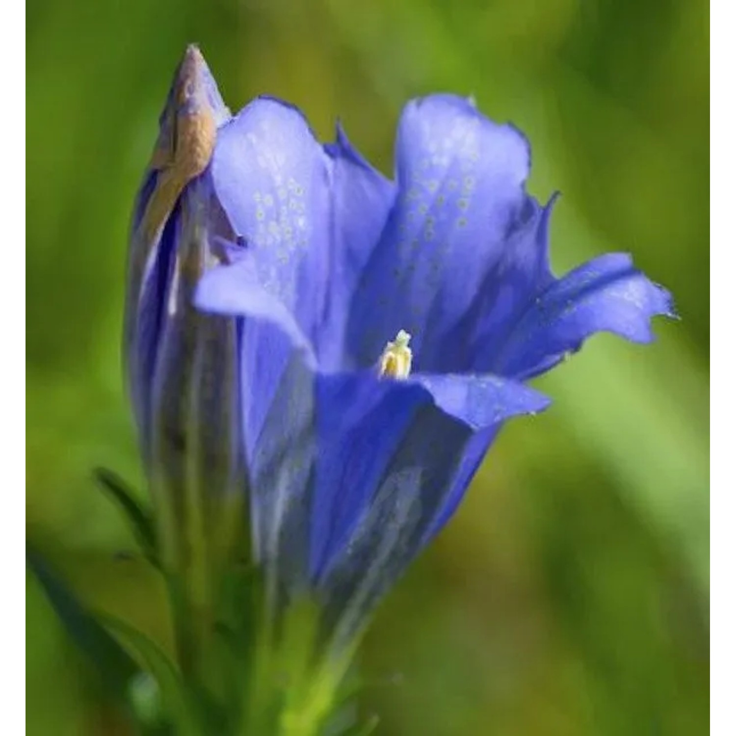 Enzian Blauer Herold - Gentiana paradoxa