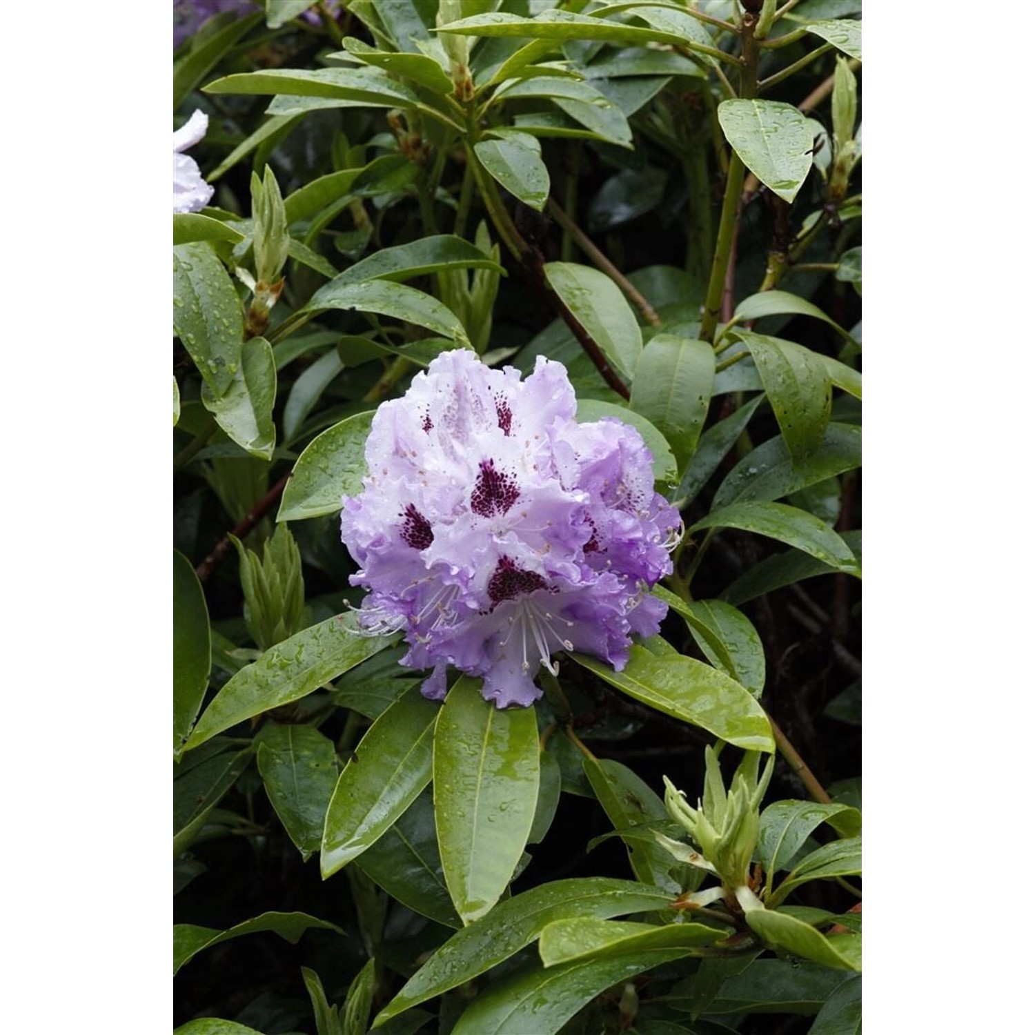 Rhododendron Hybr. Pinguin Immergrün Weiß 30–40 cm günstig online kaufen