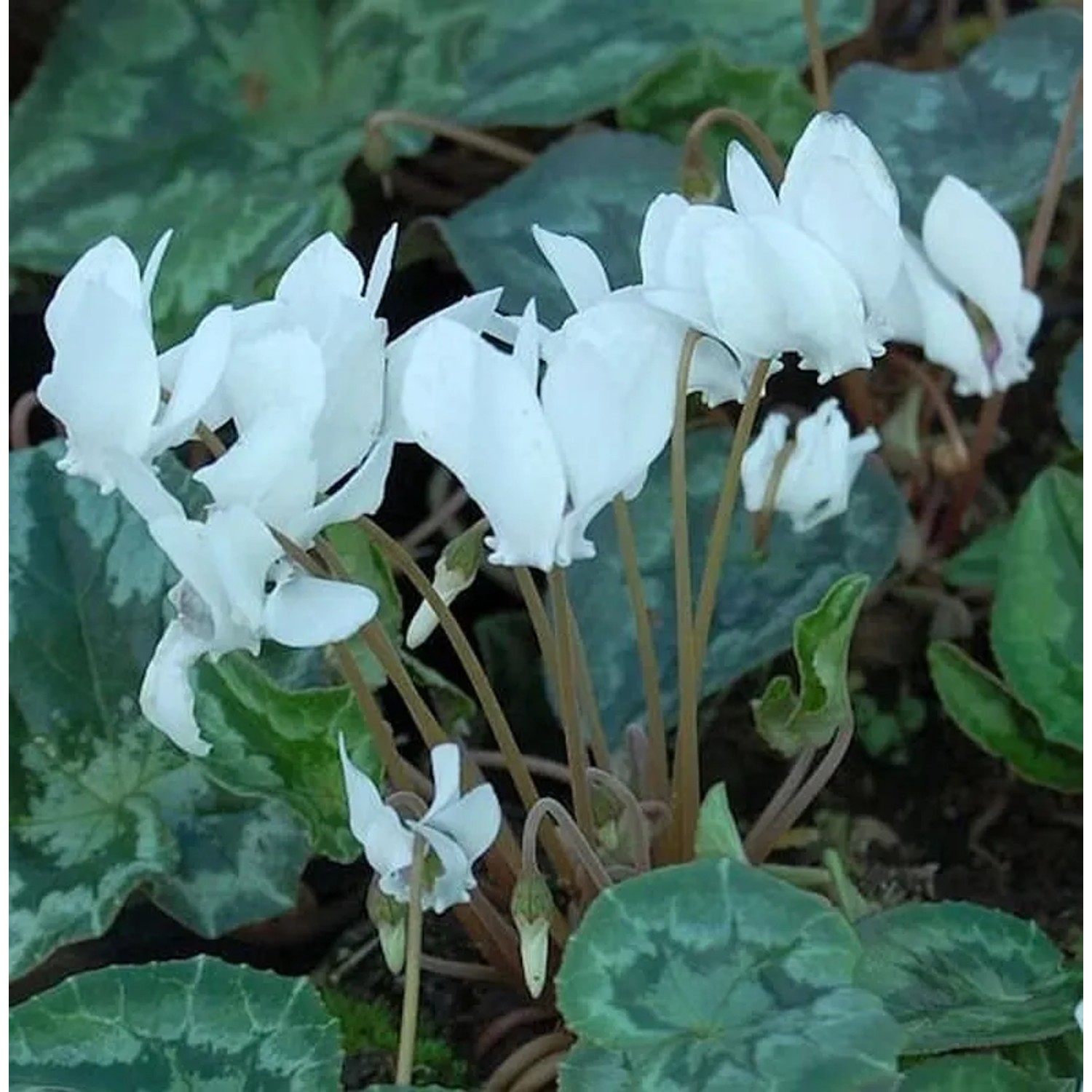 Herbst Alpenveilchen Perlenteppich - Cyclamen hederifolium
