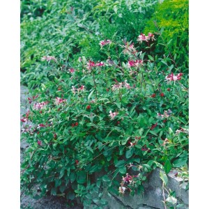 Geißblatt 'Serotina' mit rot-gelben Blüten, eine attraktive Kletterpflanze für den Garten.