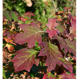 Eichenblättrige Hortensie Alice mit rot-grünen Blättern im Herbst.