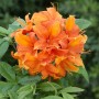 Leuchtend gelb-oranger Rhododendron Goldflamme, ca. 30-40 cm hoch.
