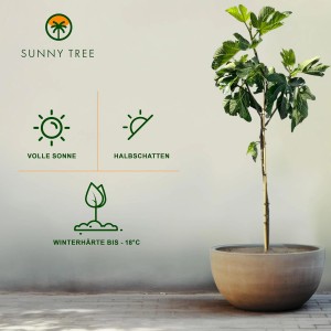 Feigenbaum 'Sunny-Tree', 160cm, im Topf. Winterhart bis -18°C. Obstbaum mit essbaren Feigen.