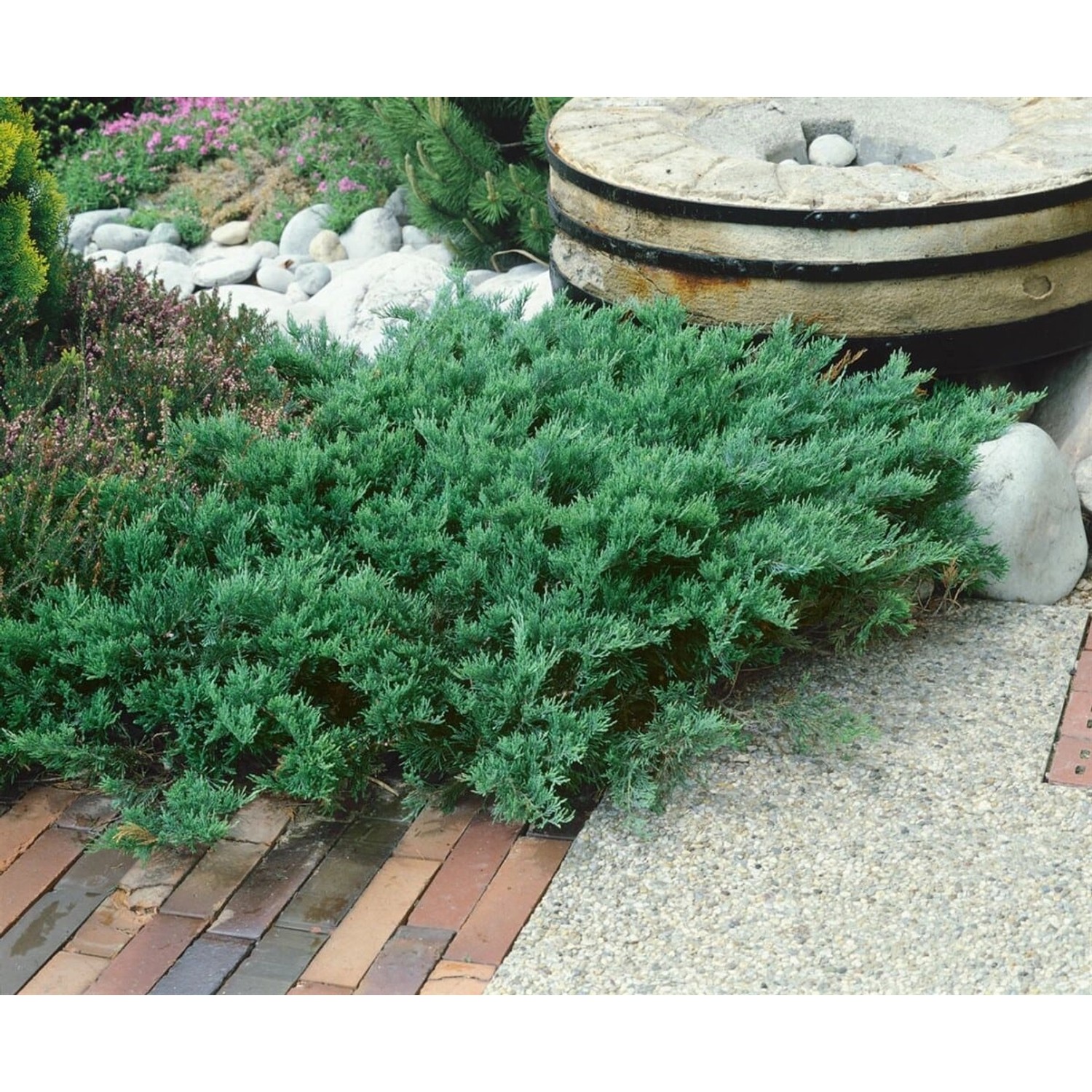 Juniperus Sabina Tamariscifolia Sadebaum Kompakt 20–30 cm günstig online kaufen