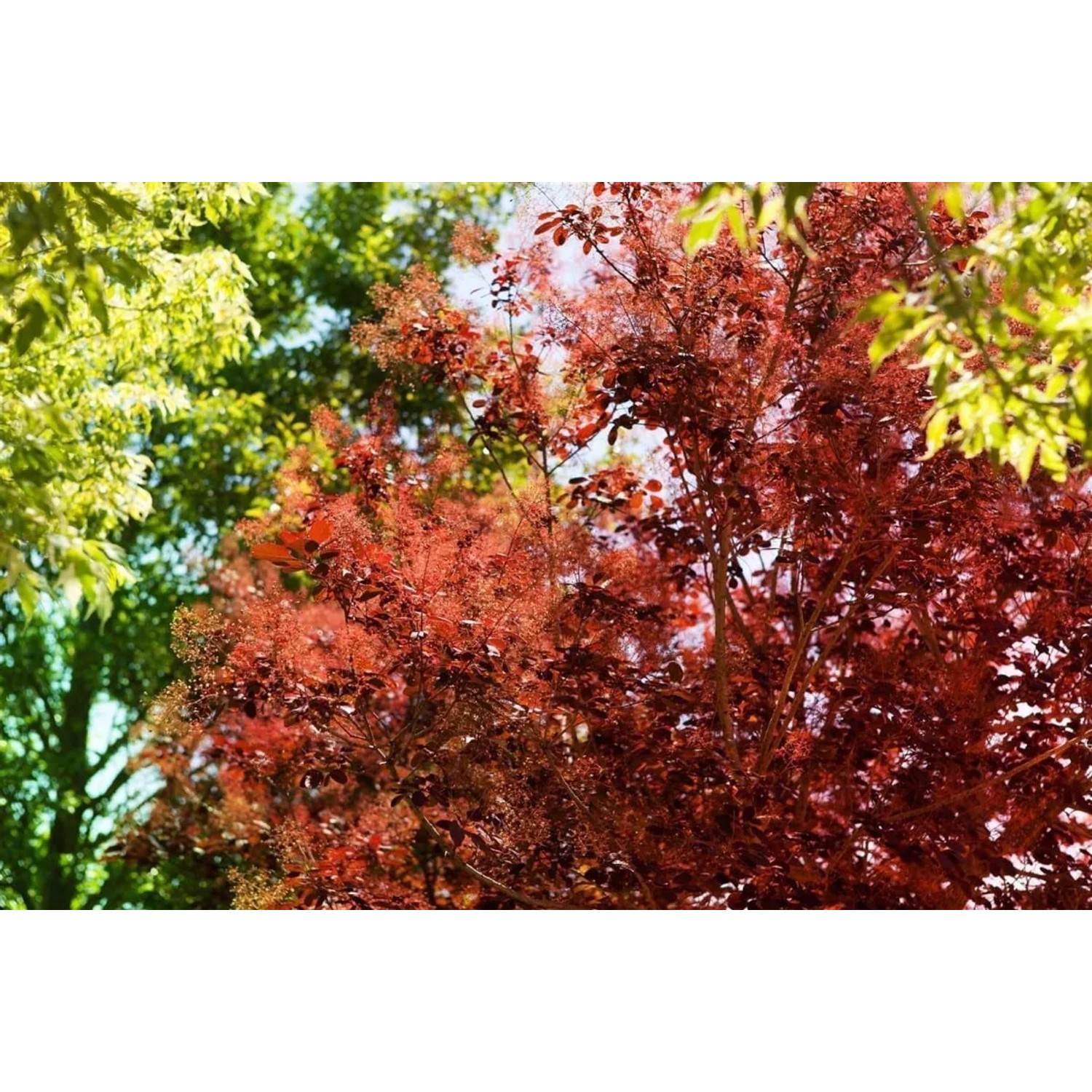 Purpurroter Perückenstrauch 'Royal Purple' (80-100cm) mit auffälligen Blütenständen im Garten.