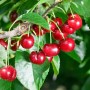 Foto von Prunus cerasus 'Rexelle' mit reifen, roten Kirschen und grünen Blättern.