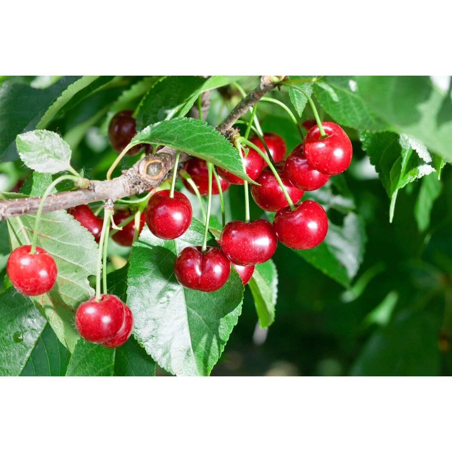 Prunus cer.'Rexelle'          CAC 150-200cm günstig online kaufen