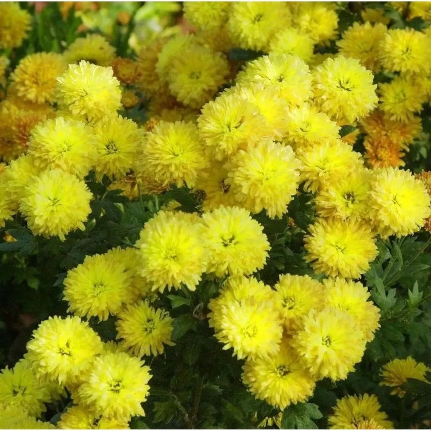 Winteraster Lichtkuppel - Chrysanthemum Indicum