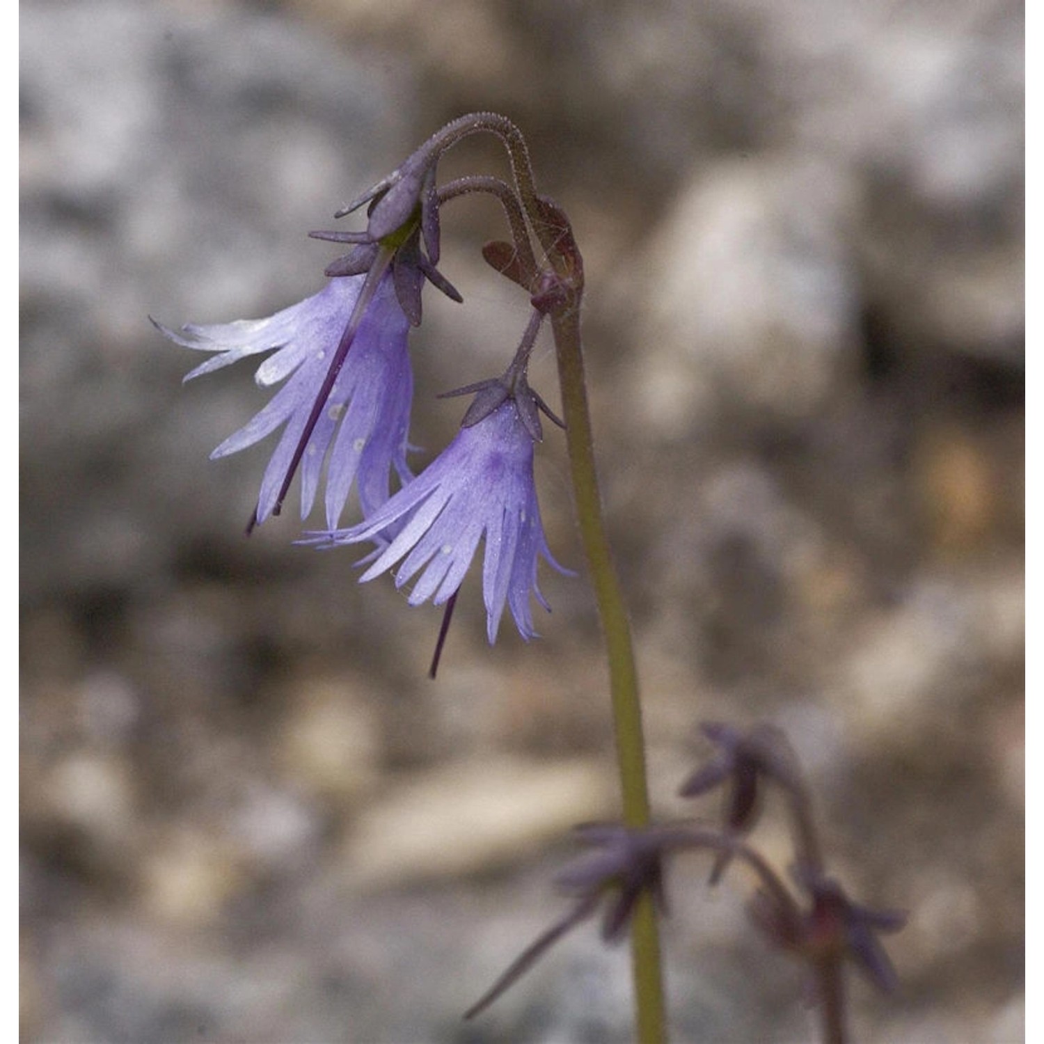 Wald-Soldanelle - Soldanella montana günstig online kaufen