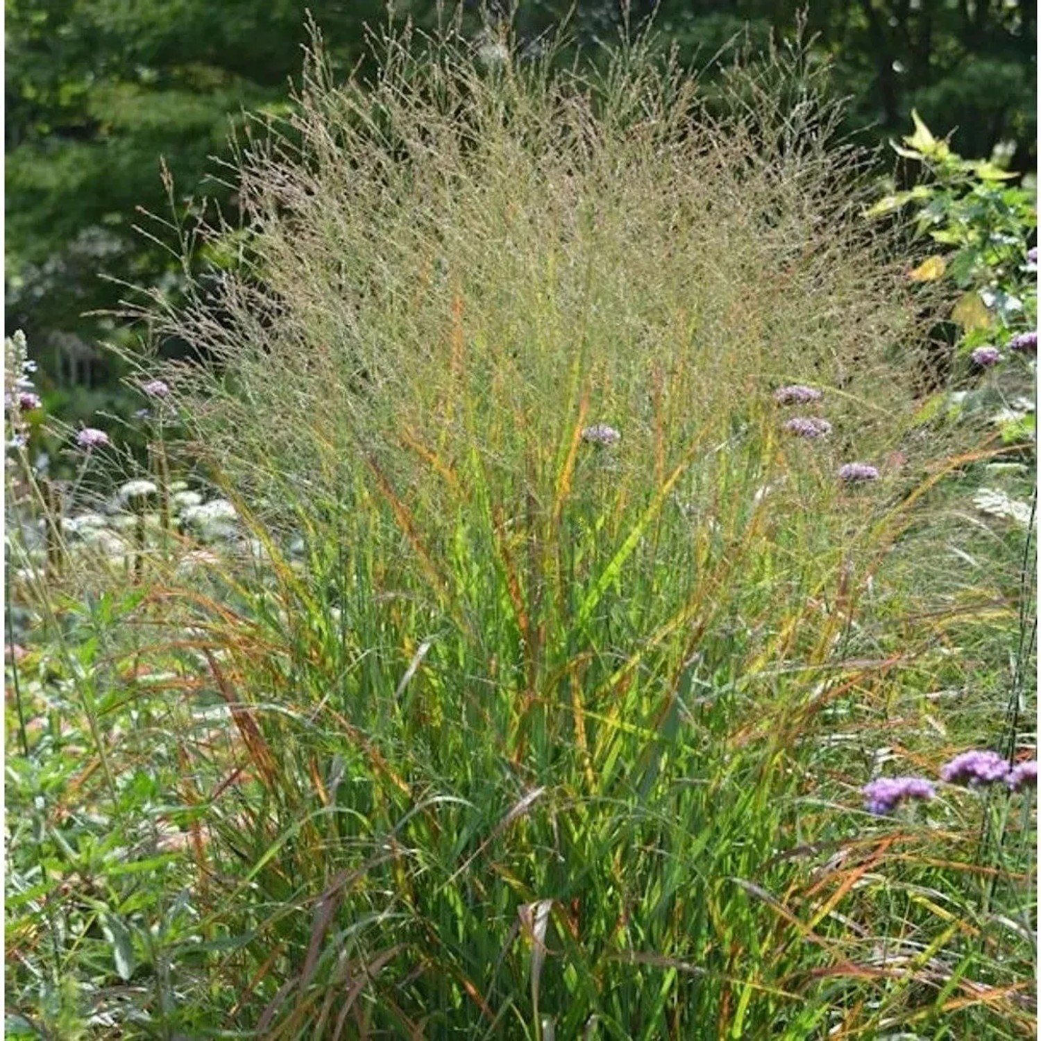 Rutenhirse Rotstrahlbusch - großer Topf - Panicum virgatum