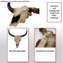 MCW Deko Schädel 45cm T454 Stier Naturfarben_2
