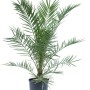 Kanarische Dattelpalme (Phoenix canariensis) im Topf, ca. 120 cm hoch. Exotische Palme für Balkon und Terrasse.