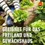 Person erntet Salat mit Compo Schnecken-frei im Garten. Geeignet für Freiland und Gewächshaus.