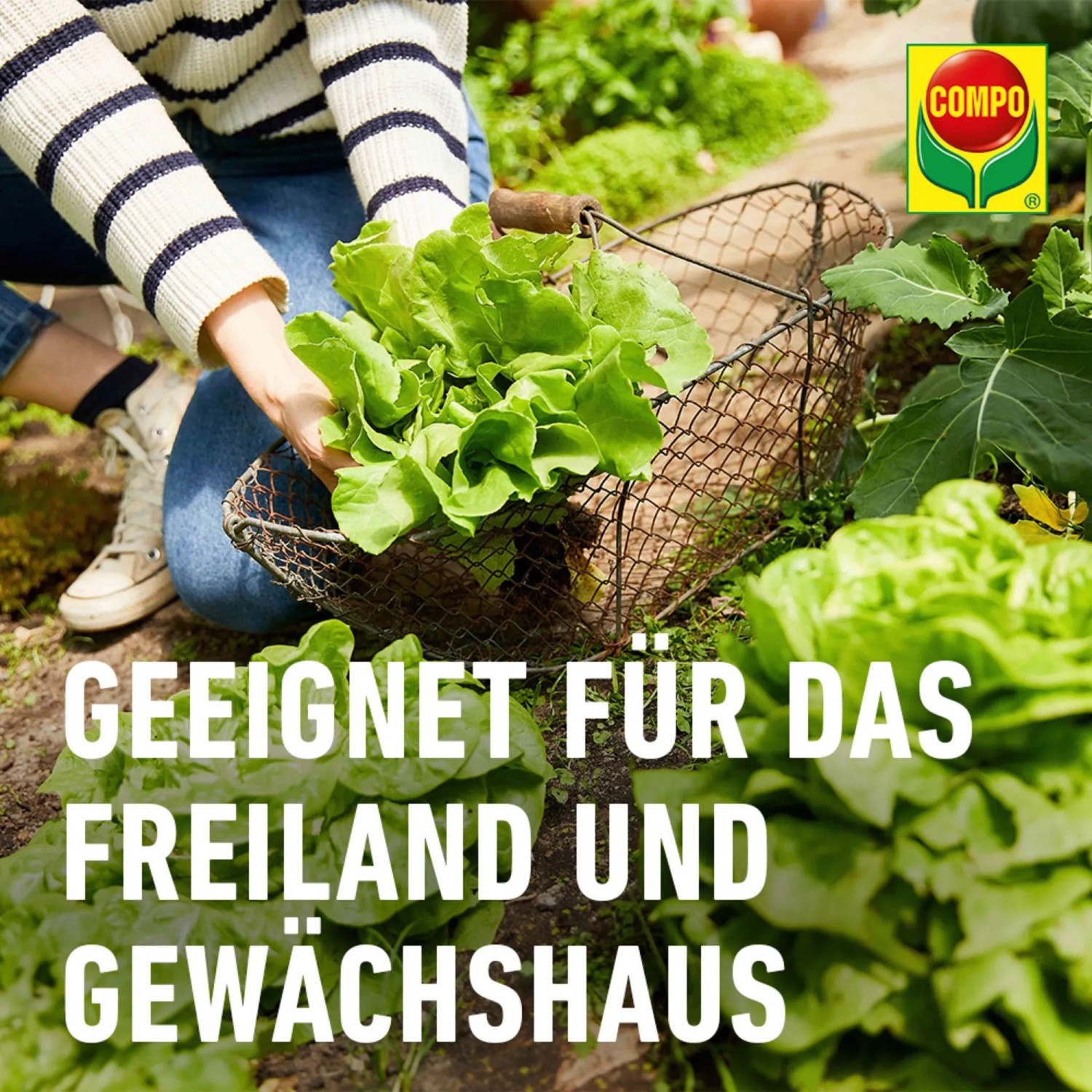 Person erntet Salat mit Compo Schnecken-frei im Garten. Geeignet für Freiland und Gewächshaus.