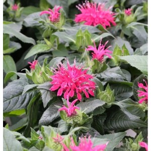 Nahaufnahme der Indianernessel 'Balance' mit pinkfarbenen Blüten und grünen Blättern.