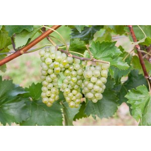 Weinrebe 'Bianca' mit hellen Trauben. Kletterpflanze für Garten & Balkon.