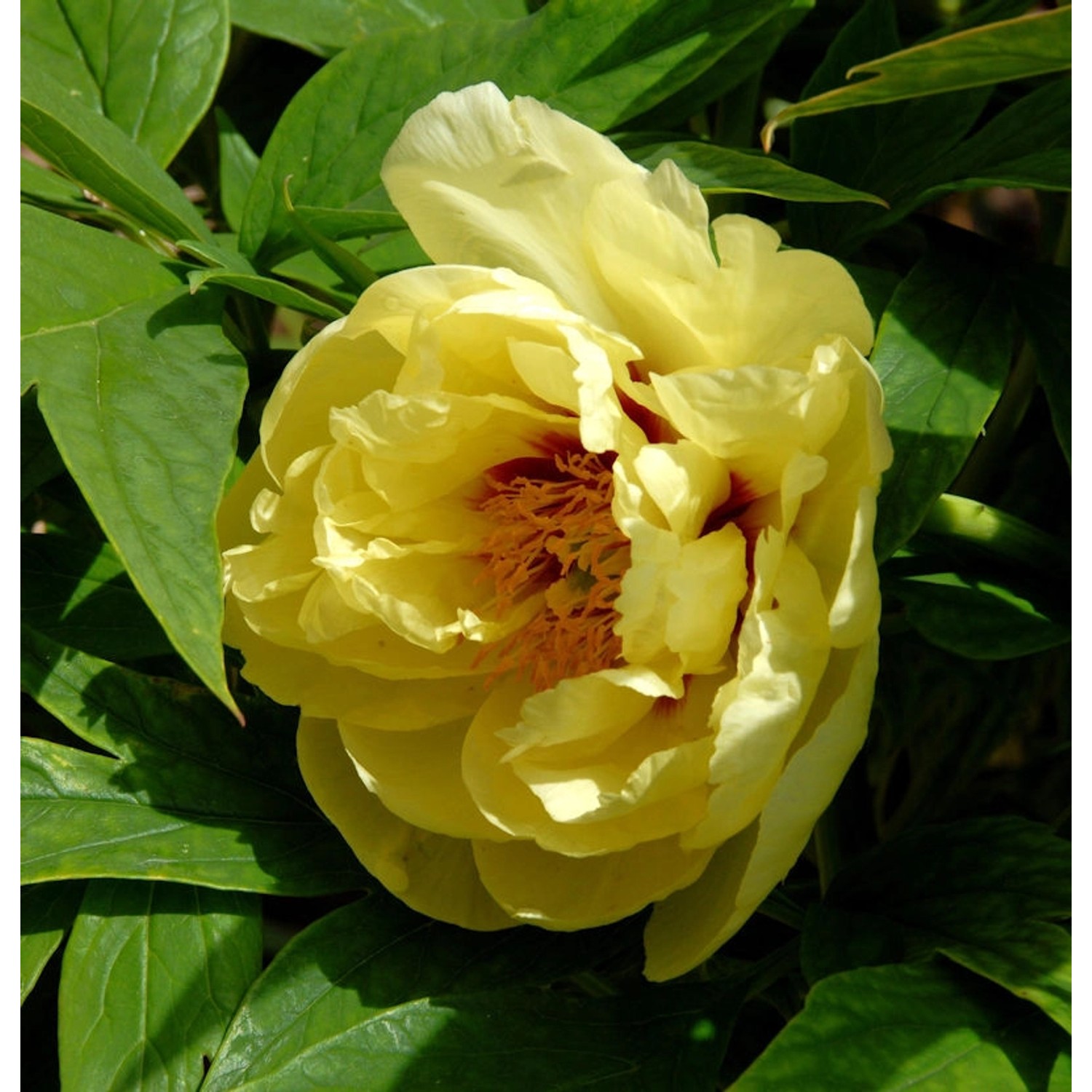 Gelbe Strauchpfingstrose - Paeonia lutea günstig online kaufen