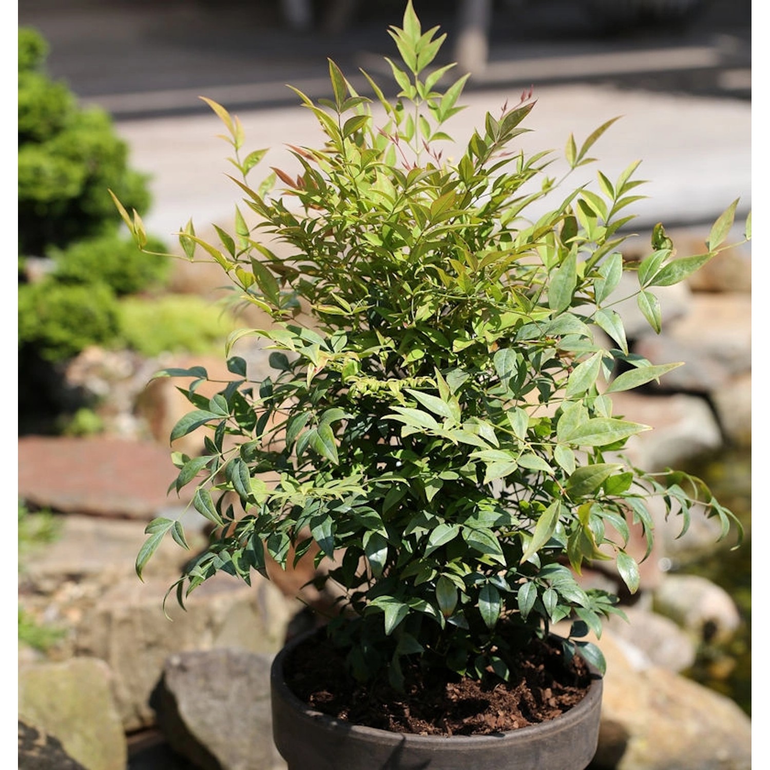 Himmelsbambus Gulf Stream 40-50cm - Nandina domestica günstig online kaufen