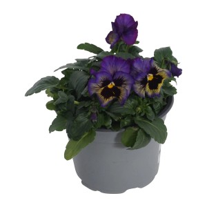 GROW by OBI Stiefmütterchen "Orchid" im Topf, lila-gelbe Blüten. Frühjahrsbepflanzung.