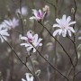 Nahaufnahme einer Tulpenmagnolie (Magnolia Soulangiana) mit zarten rosa-weißen Blüten.