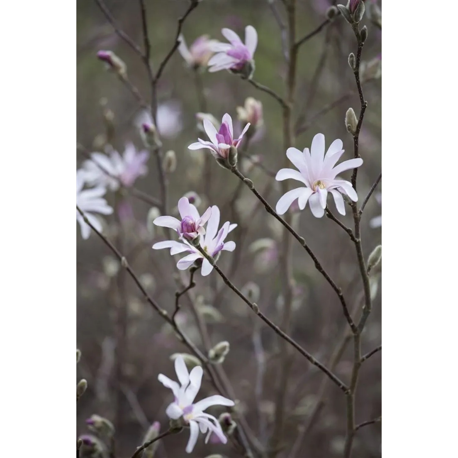 Nahaufnahme einer Tulpenmagnolie (Magnolia Soulangiana) mit zarten rosa-weißen Blüten.