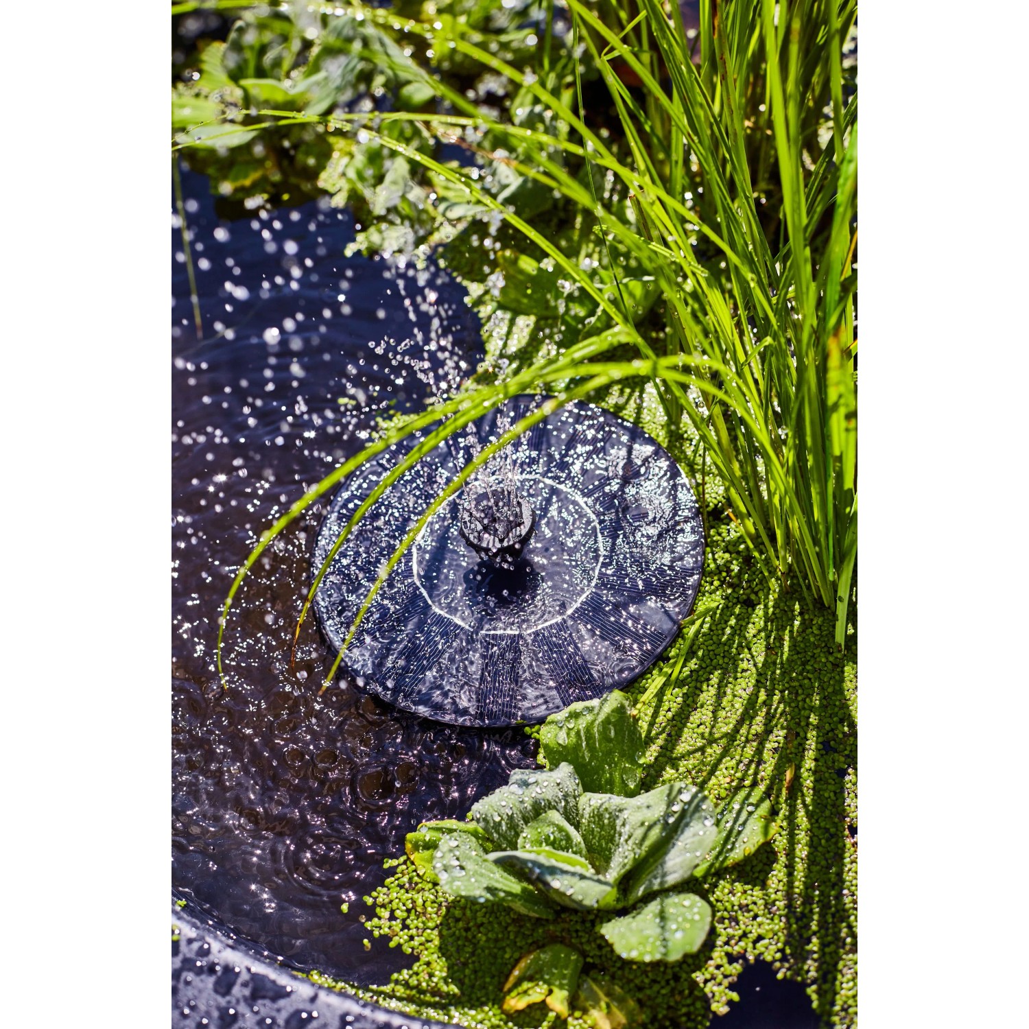 Heissner Solar-Wassergarten Aquatopia mit Wasserfontäne und Pflanzen im Teich.