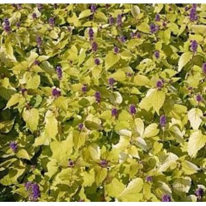 Mexikonessel 'Golden Jubilee': Staude mit gelbem Laub und violetten Blüten.