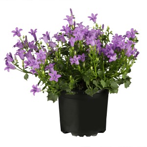 Violette Polster-Glockenblume (Campanula portenschlagiana) im Topf, ideal für Trockenmauern.