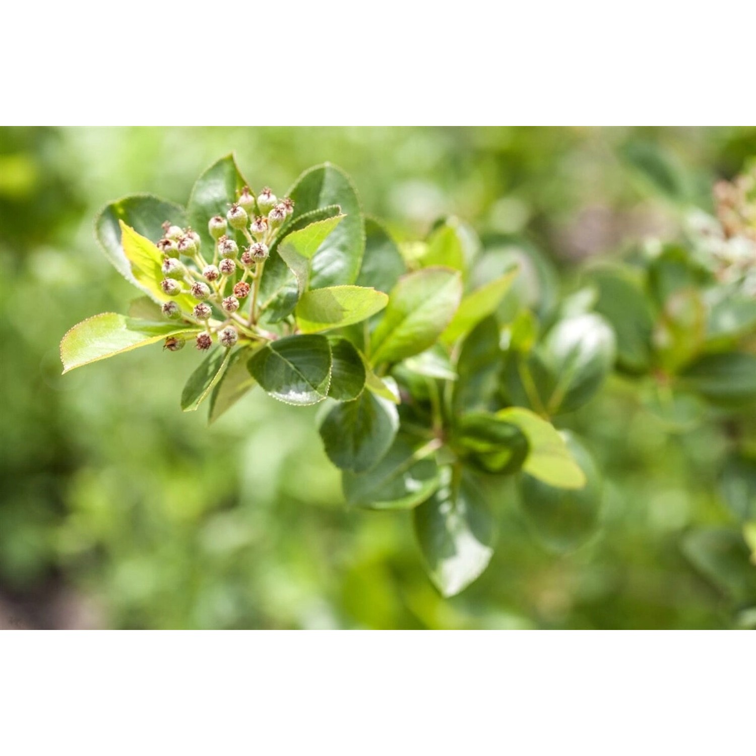 Aronia Melanocarpa Viking Schwarze Apfelbeere 125–150 Cm günstig online kaufen