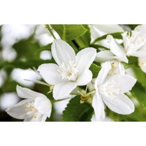 Nahaufnahme des Maiblumenstrauchs (Deutzia Gracilis) mit weißen Blüten und grünen Blättern.