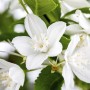 Nahaufnahme des Maiblumenstrauchs (Deutzia Gracilis) mit weißen Blüten und grünen Blättern.