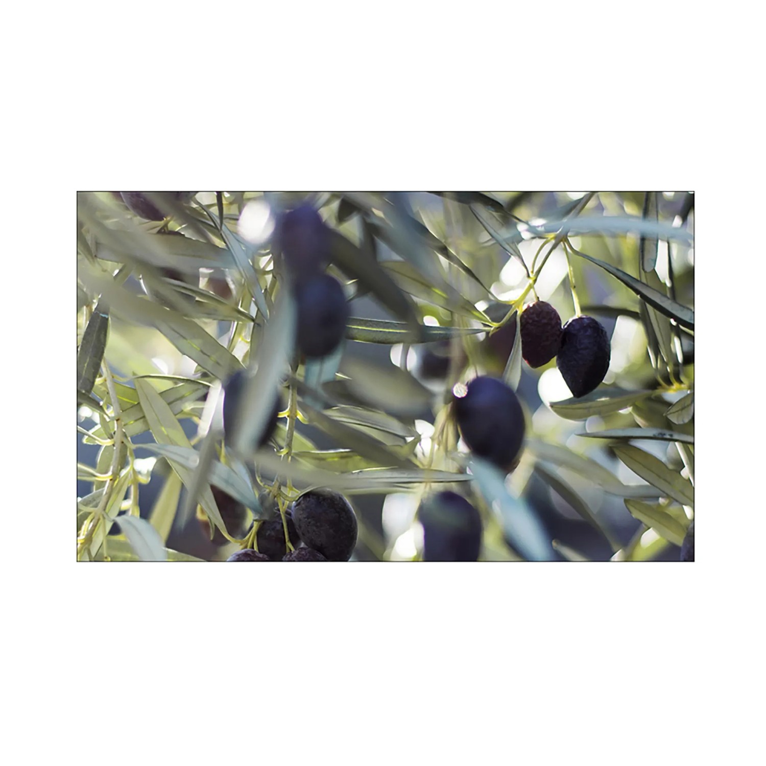 MySpotti Küchenrückwand Profix Cucina Olivenbaum 100 x 60 cm Grün-Blau