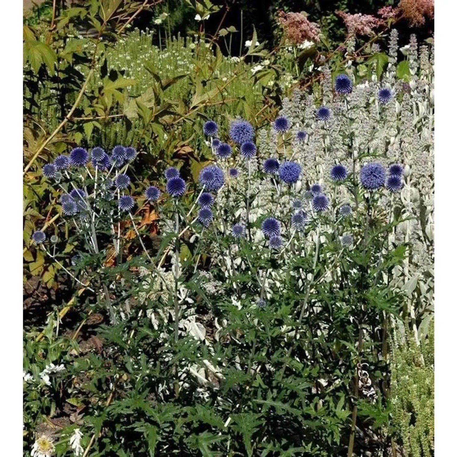 Kugeldistel Blue Globe - Echinops bannaticus