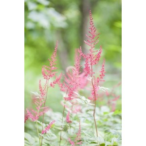 Rosa Prachtspiere 'Sprite' (Astilbe Glaberrima) im 9x9 cm Topf. Zarte Blütenrispen und grünes Laub.
