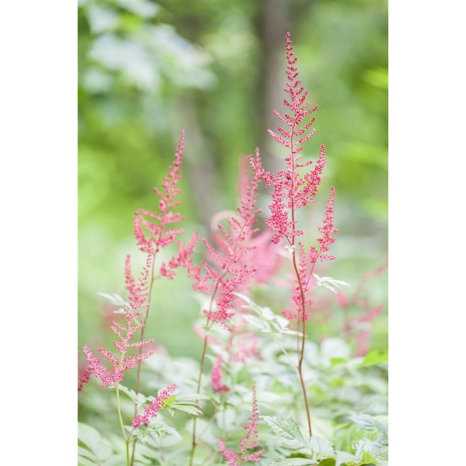 Astilbe Glaberrima Sprite Prachtspiere Ca. 9x9 cm Topf günstig online kaufen