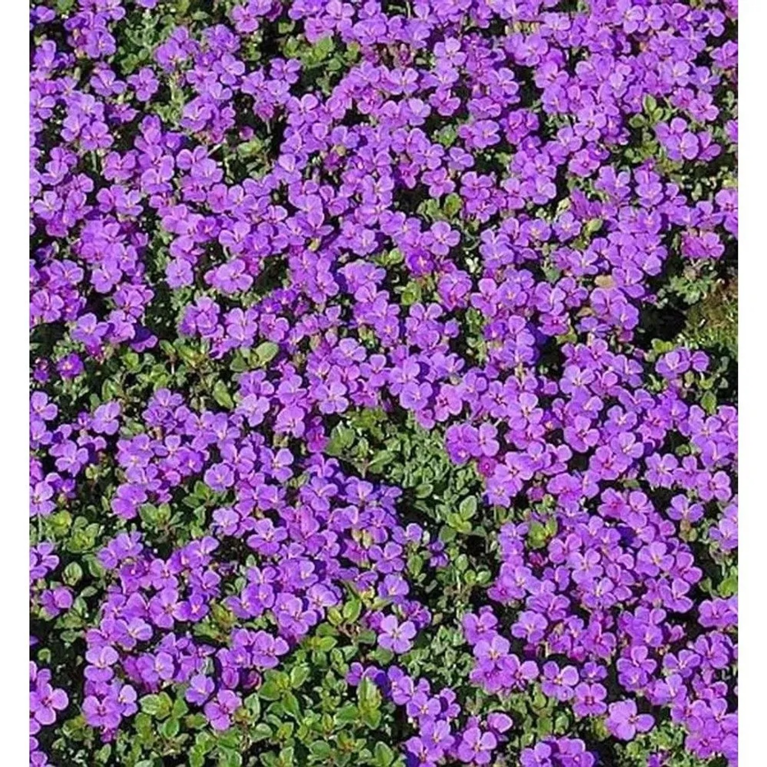 Blaukissen Hamburger Stadtpark - Aubrieta cultorum