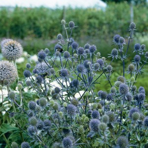 Blühende Flachblatt-Mannstreu (Eryngium) mit blauen Blüten im Garten, eine bienenfreundliche Staude von GROW by OBI.