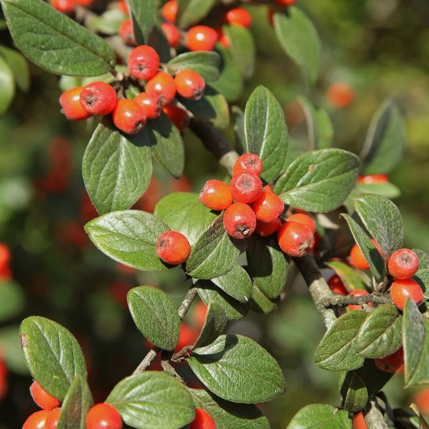 arborix Fruchtmispel Cotoneaster Franchetii 60 Bis 80 Cm Im Container Dekorativ
