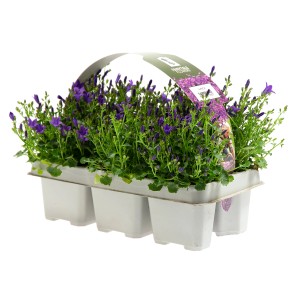 6er-Pack Glockenblume Get Mee Blau (Campanula) im Anzuchttopf.
