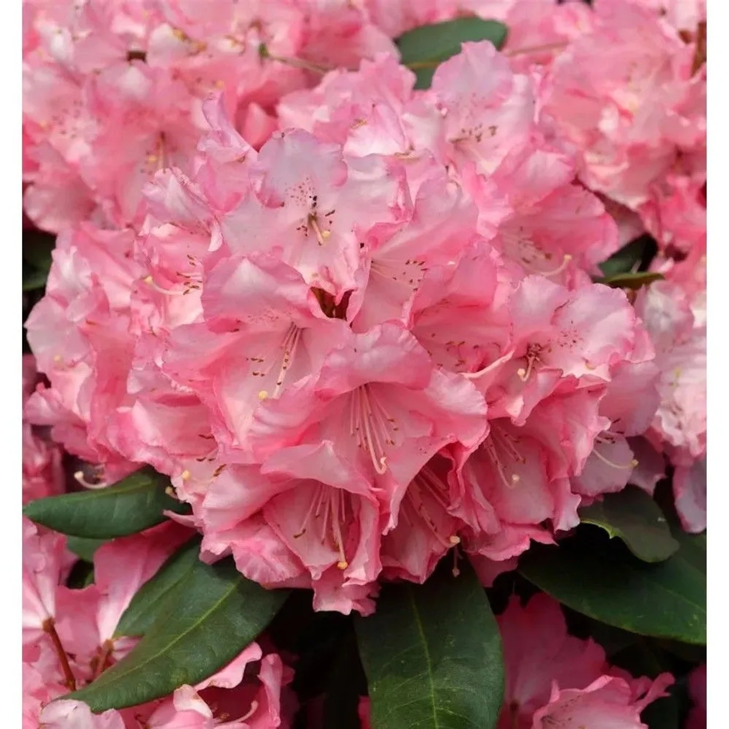INKARHO - Großblumige Rhododendron Romilda 25-30cm - Alpenrose