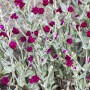 Kronenlichtnelke (Lychnis coronaria) im 9x9 cm Topf mit magenta Blüten und silbrigem Laub.