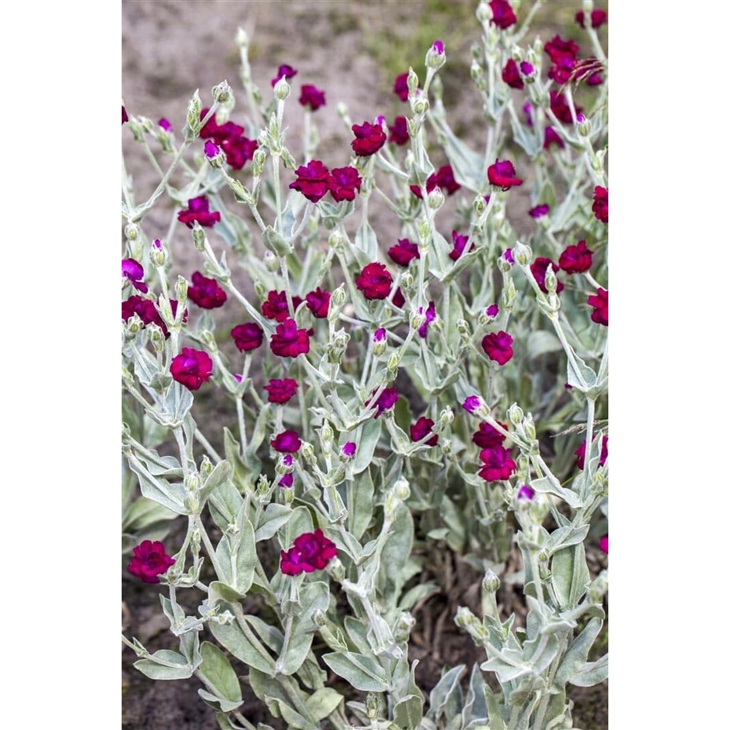 Lychnis Coronaria Kronenlichtnelke Ca. 9x9 cm Topf günstig online kaufen
