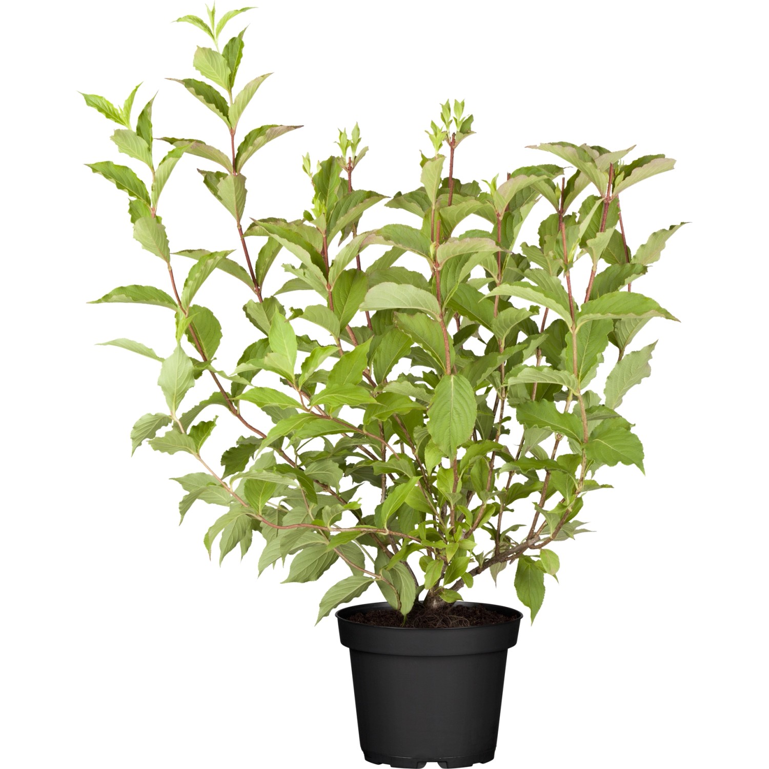 OBI Weigelie Marjorie Topf ca. 3,5 l Weigelia florida günstig online kaufen