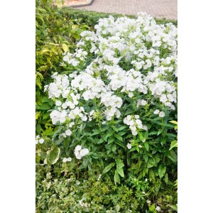 Üppige, weiße Flammenblume (Phlox Paniculata Danielle) im Topf, eine attraktive Staude für sonnige Standorte.